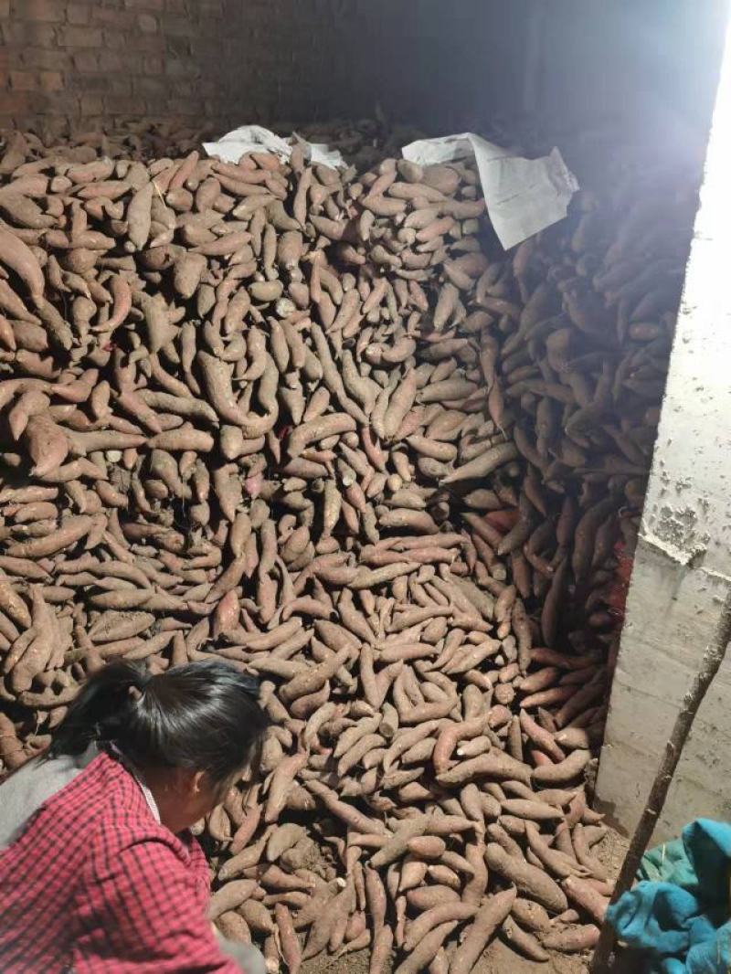 精品西瓜红红薯开封产地直发一手货源品质保证欢迎来电咨询