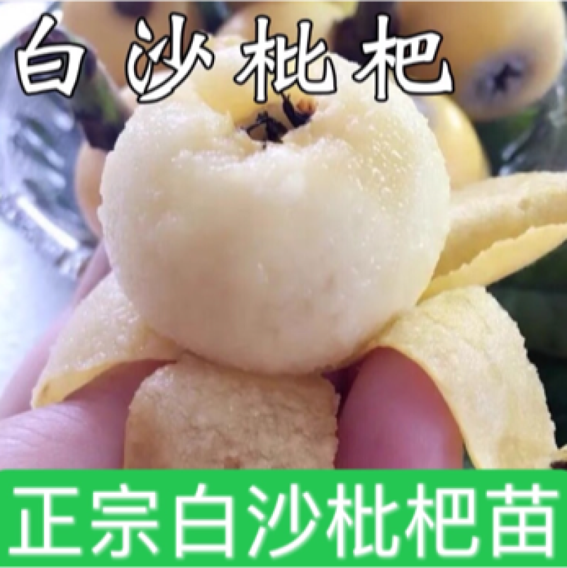 新品种白沙枇杷苗正宗嫁接苗保品种保结果死苗免费补发