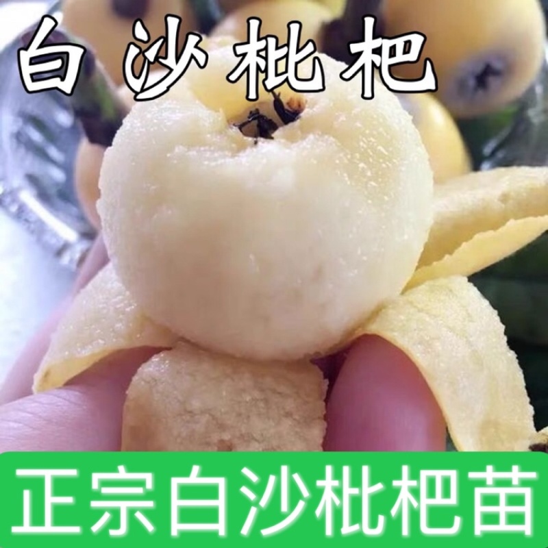 新品种白沙枇杷苗正宗嫁接苗保品种保结果死苗免费补发