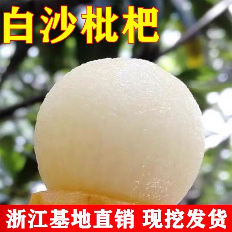 新品种白沙枇杷苗正宗嫁接苗保品种保结果死苗免费补发