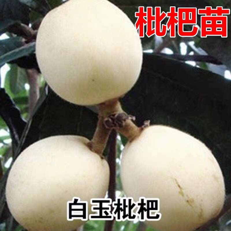 新品种白沙枇杷苗正宗嫁接苗保品种保结果死苗免费补发