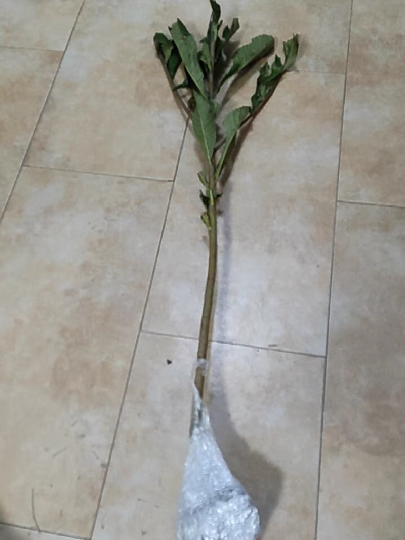 新品种白沙枇杷苗正宗嫁接苗保品种保结果死苗免费补发