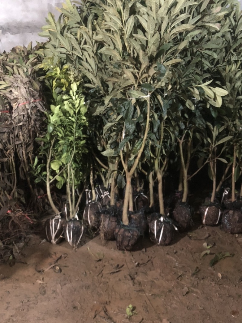 新品种白沙枇杷苗正宗嫁接苗保品种保结果死苗免费补发