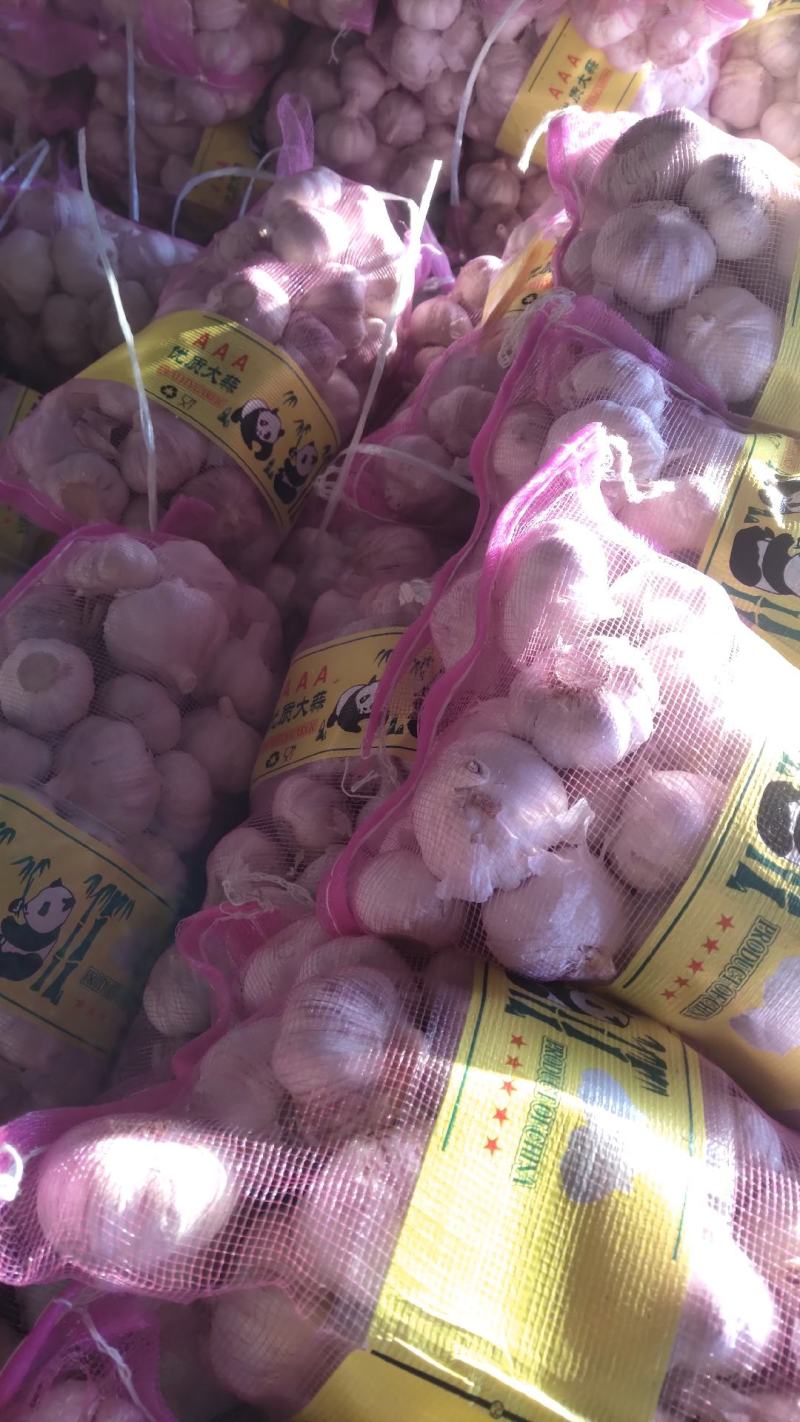 金乡大蒜，常年代办，代发全国，欢迎前来合作