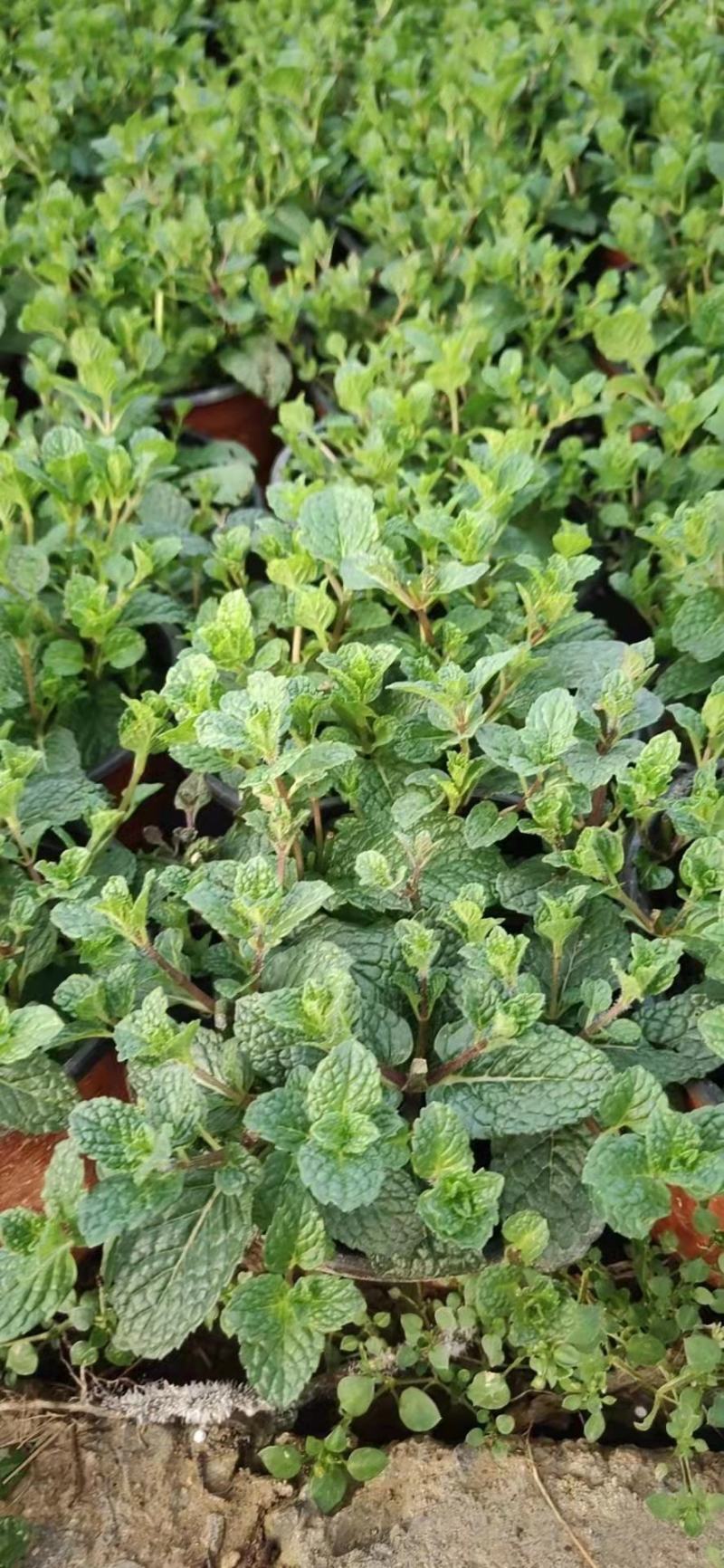 薄荷，观赏花卉，绿化，栽植，观赏