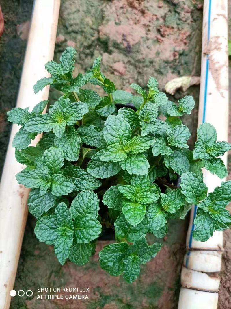 薄荷，观赏花卉，绿化，栽植，观赏
