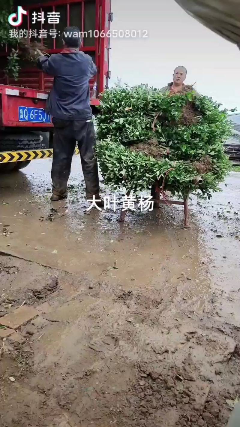 大叶黄杨(冬青)。两年以上多分枝60平头优质冬青，裸根