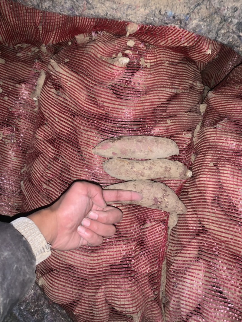 脱毒商薯19大量上市