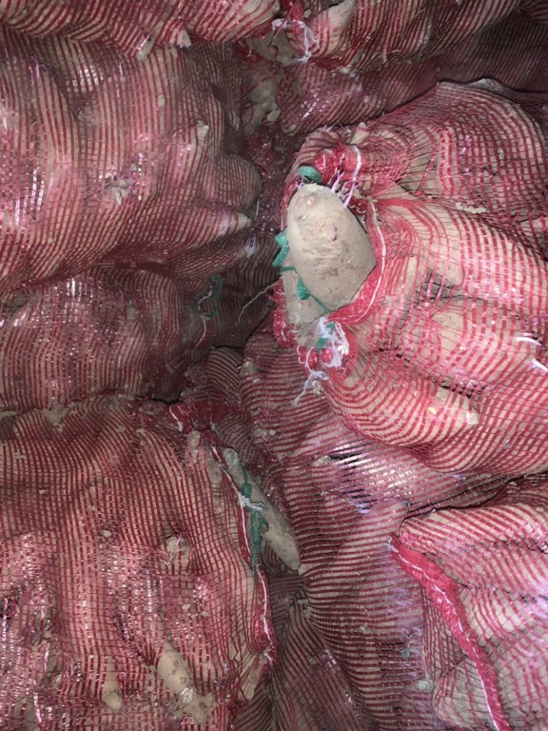 脱毒商薯19大量上市