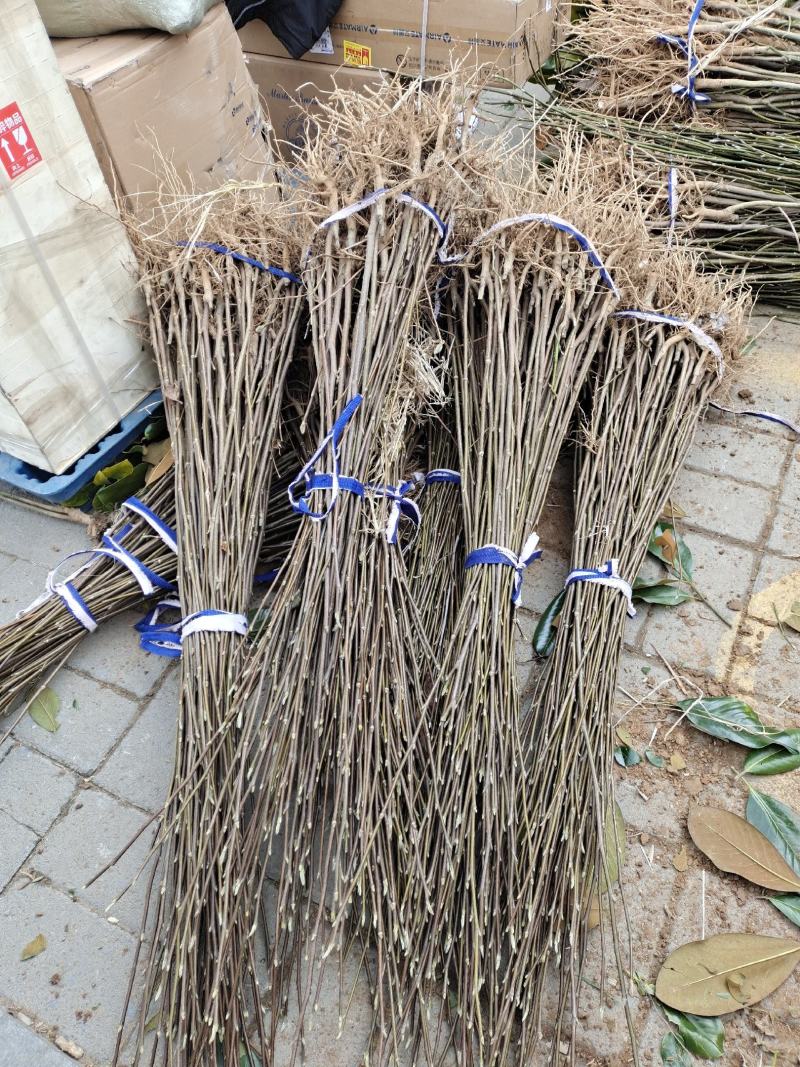 嫁接红玉兰当年小苗高度80至1米
