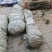 嫁接红玉兰当年小苗高度80至1米