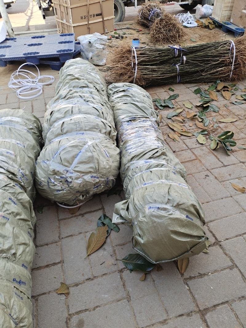 嫁接红玉兰当年小苗高度80至1米