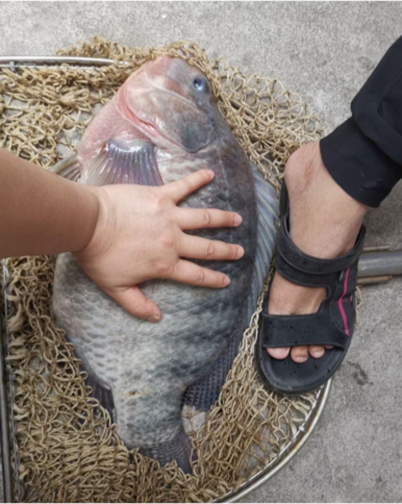 【基地直销全国发货】海南一号吉富罗非脆肉罗非