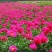 芍药花苗庭院花卉四季开花易活芍药根块带芽室内盆栽室外庭院