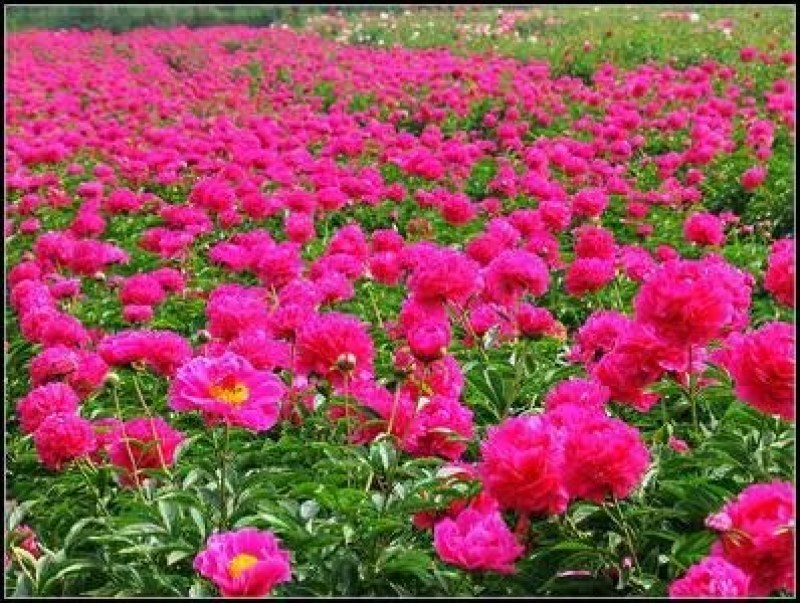 芍药花苗庭院花卉四季开花易活芍药根块带芽室内盆栽室外庭院