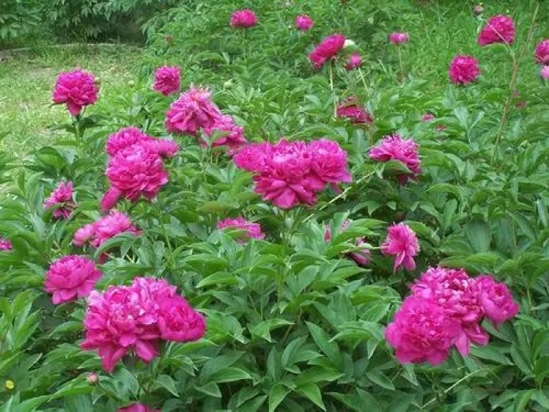 芍药花苗庭院花卉四季开花易活芍药根块带芽室内盆栽室外庭院