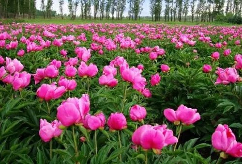芍药花苗庭院花卉四季开花易活芍药根块带芽室内盆栽室外庭院