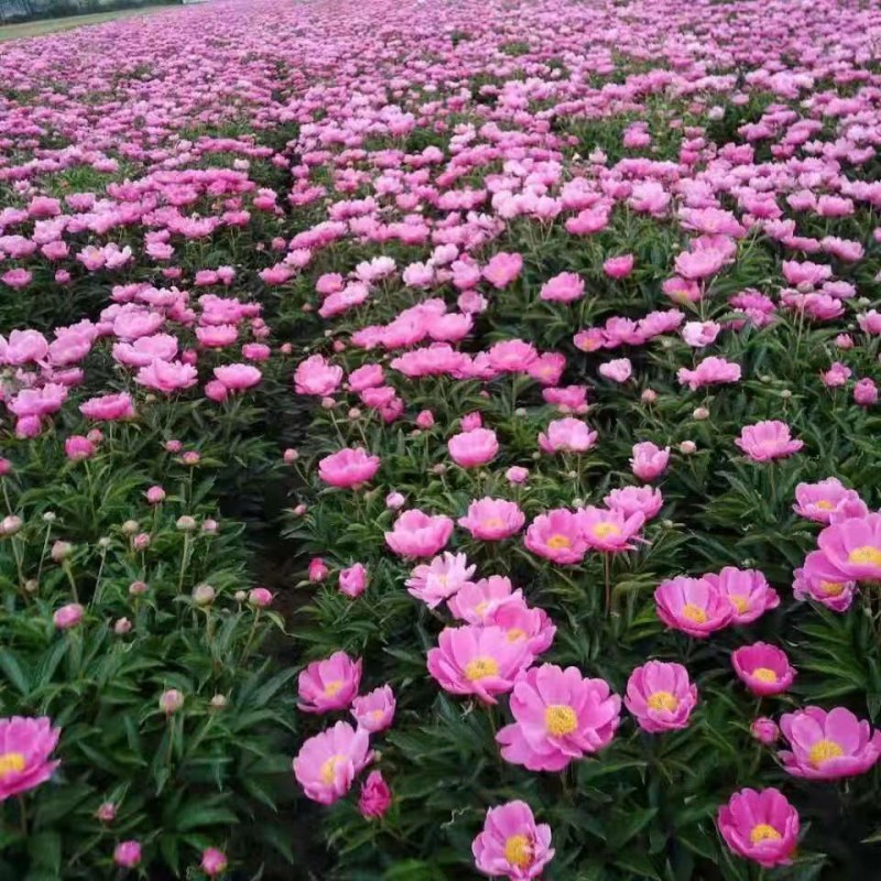 芍药花苗庭院花卉四季开花易活芍药根块带芽室内盆栽室外庭院
