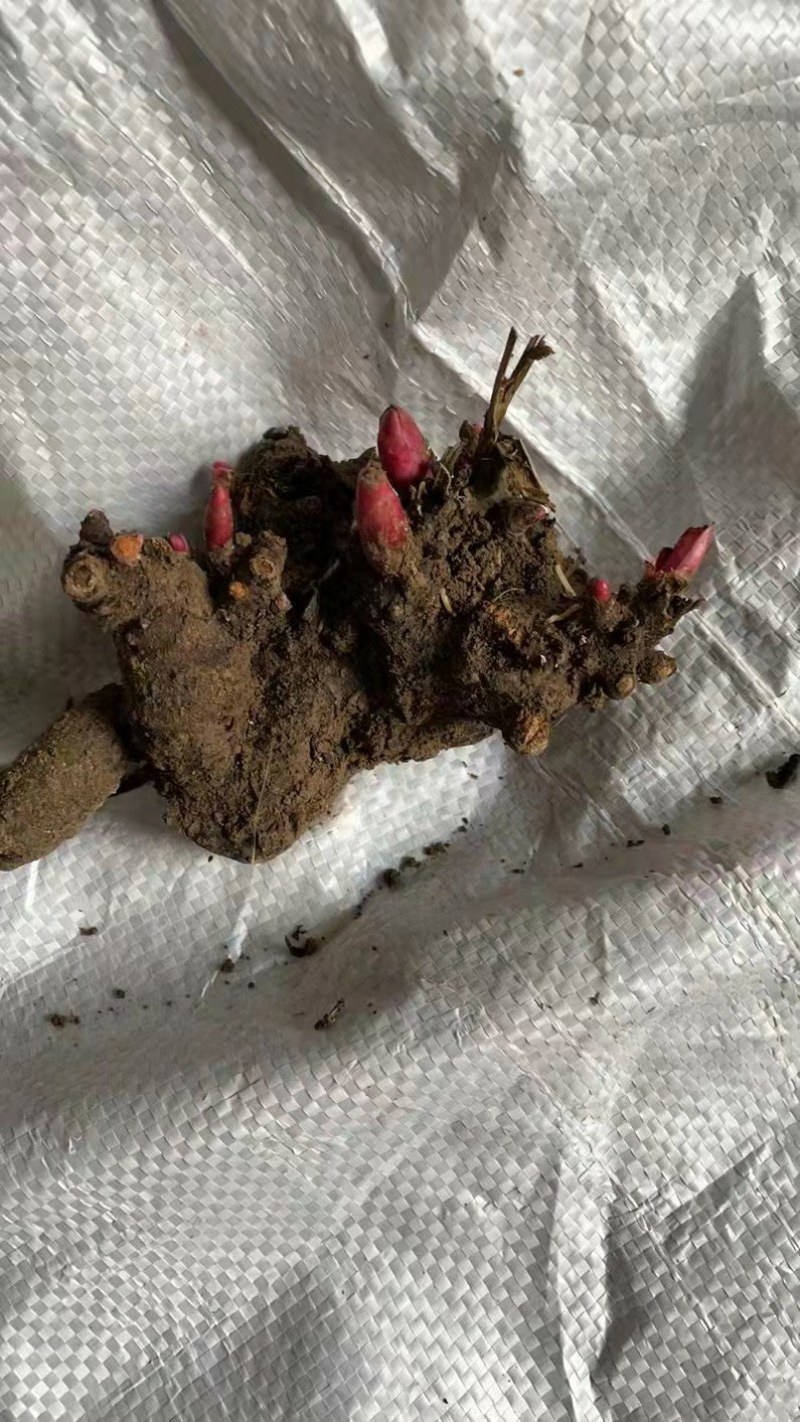 芍药花苗庭院花卉四季开花易活芍药根块带芽室内盆栽室外庭院