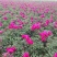 芍药花苗庭院花卉四季开花易活芍药根块带芽室内盆栽室外庭院