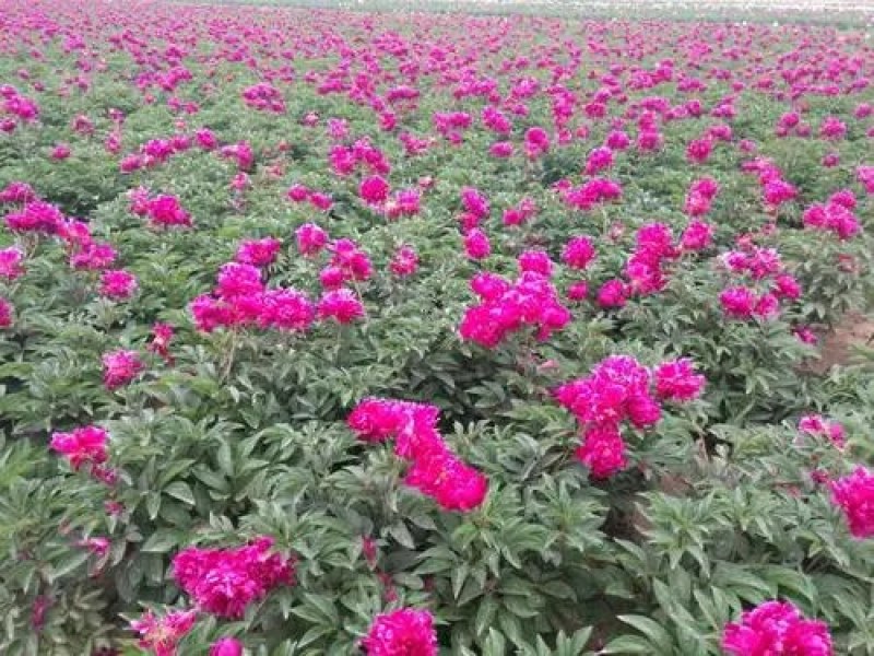 芍药花苗庭院花卉四季开花易活芍药根块带芽室内盆栽室外庭院