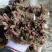 芍药花苗庭院花卉四季开花易活芍药根块带芽室内盆栽室外庭院