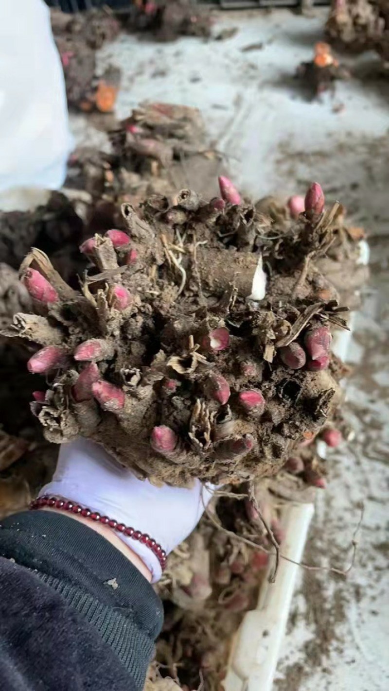 芍药花苗庭院花卉四季开花易活芍药根块带芽室内盆栽室外庭院