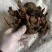 芍药花苗庭院花卉四季开花易活芍药根块带芽室内盆栽室外庭院