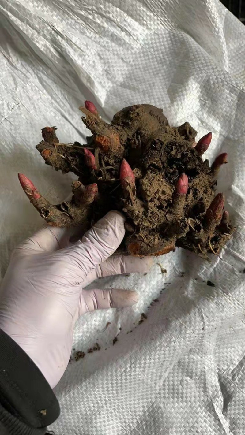 芍药花苗庭院花卉四季开花易活芍药根块带芽室内盆栽室外庭院