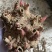 芍药花苗庭院花卉四季开花易活芍药根块带芽室内盆栽室外庭院