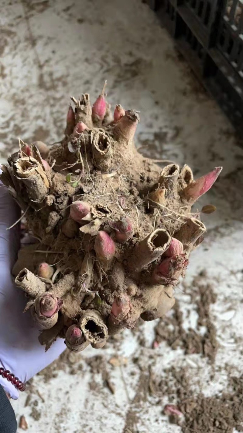 芍药花苗庭院花卉四季开花易活芍药根块带芽室内盆栽室外庭院