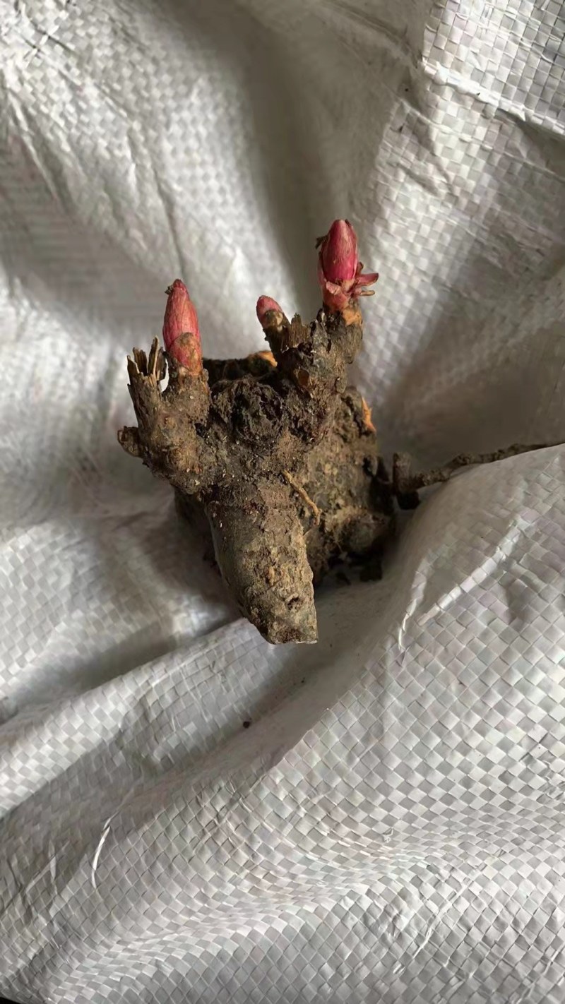 芍药花苗庭院花卉四季开花易活芍药根块带芽室内盆栽室外庭院