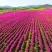 芍药花苗庭院花卉四季开花易活芍药根块带芽室内盆栽室外庭院
