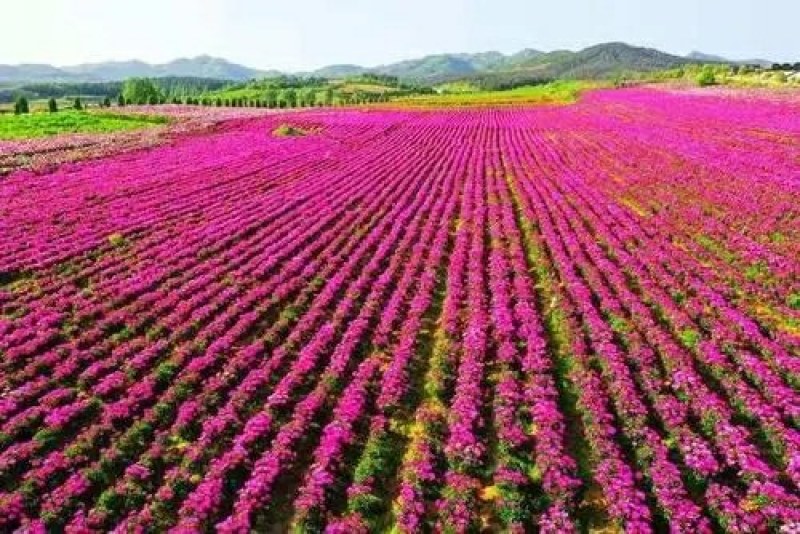 芍药花苗庭院花卉四季开花易活芍药根块带芽室内盆栽室外庭院