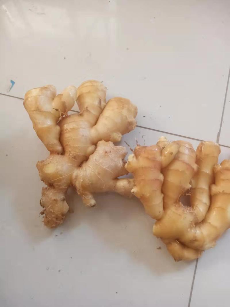 河北大黄姜生姜一手货源基地直发可视频看货欢迎来电