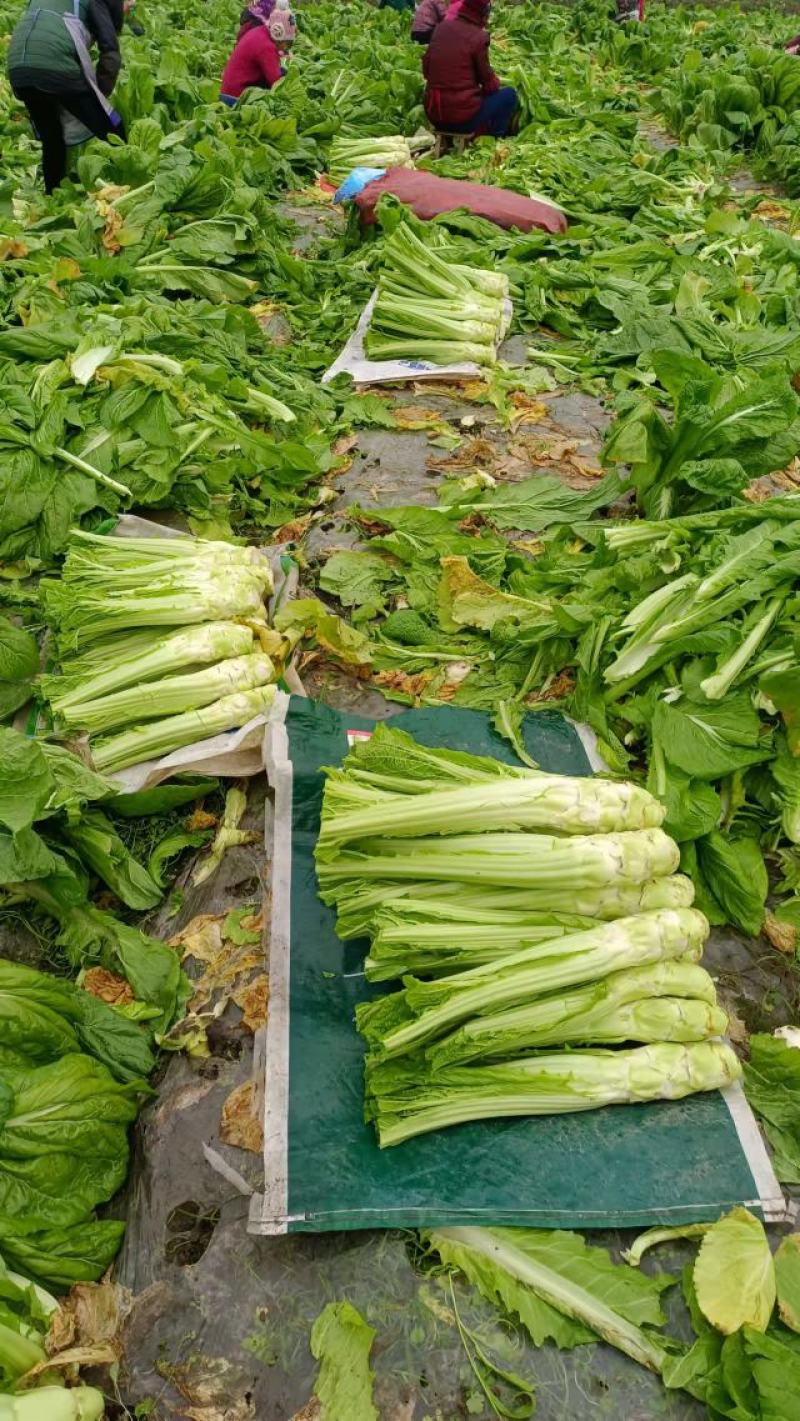 棒菜，棒菜上市！今天出货