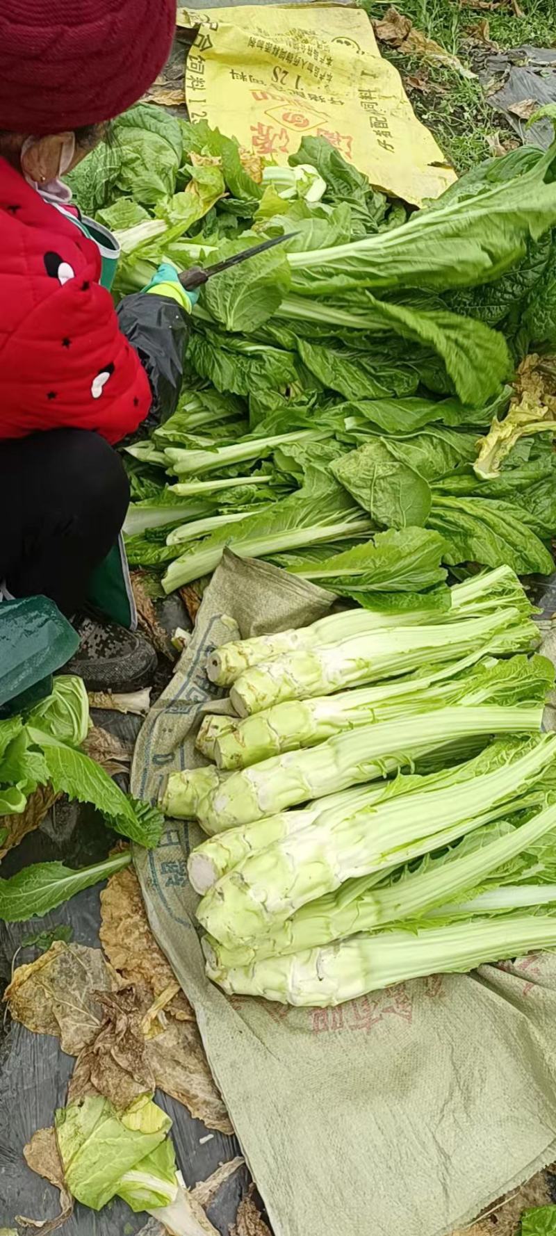 棒菜，棒菜上市！今天出货