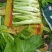 棒菜，棒菜上市！今天出货