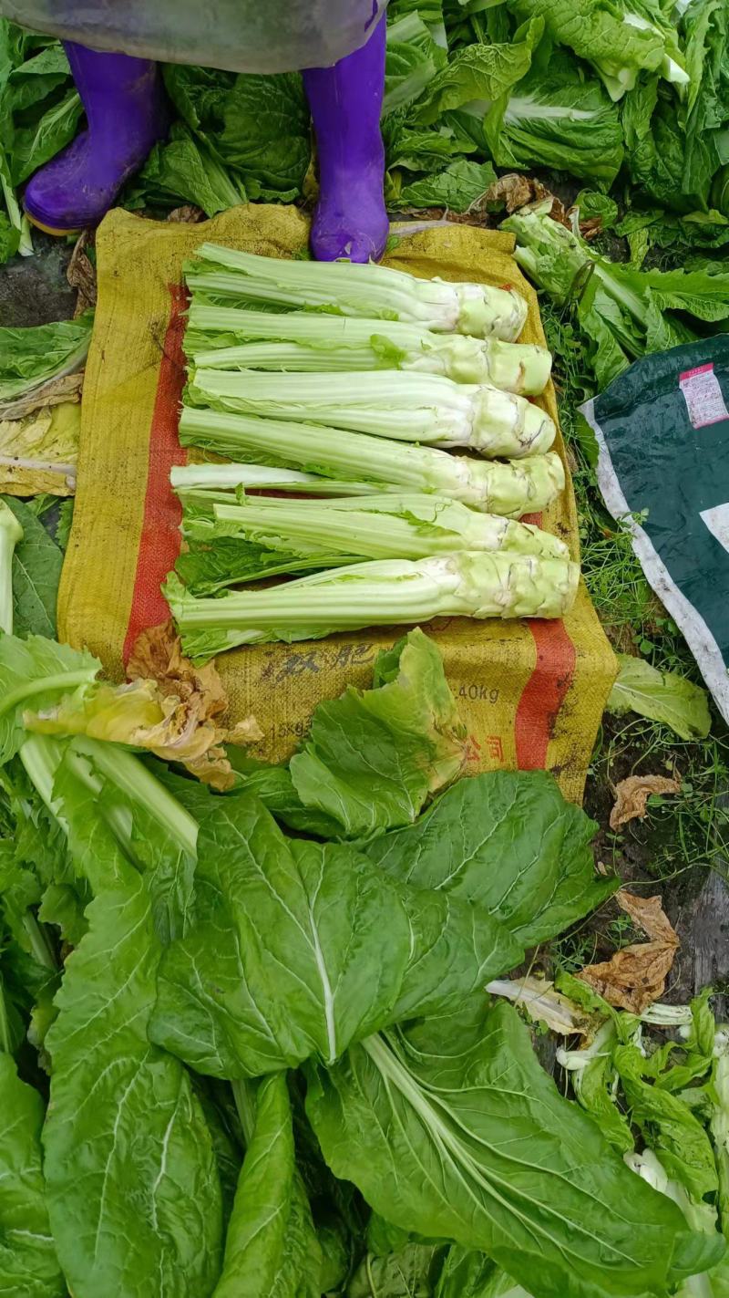 棒菜，棒菜上市！今天出货