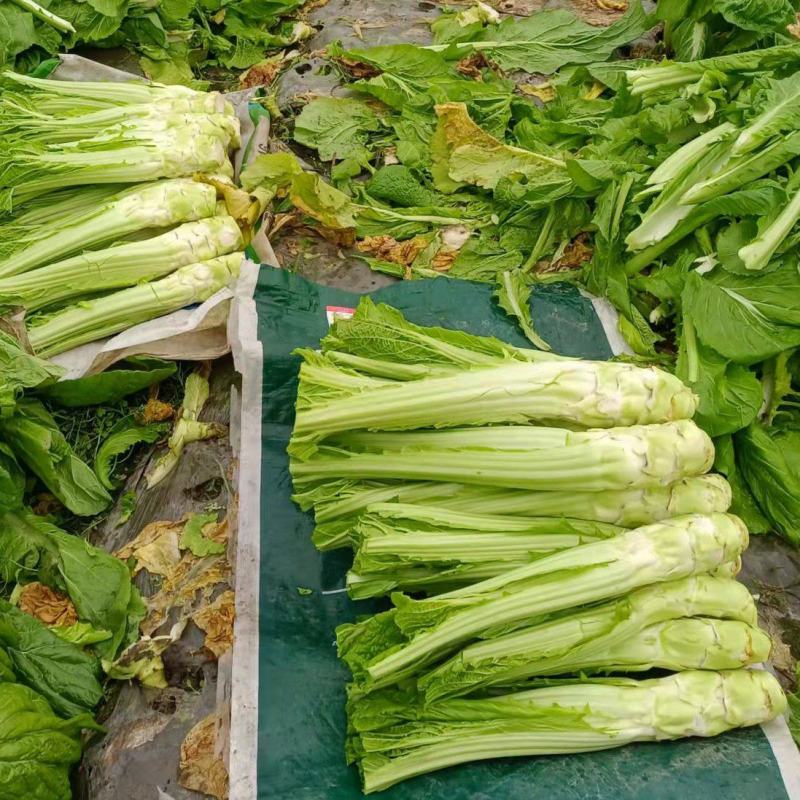 棒菜，棒菜上市！今天出货