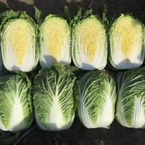 河北邯郸基地黄心大白菜大量上市，质量好，
