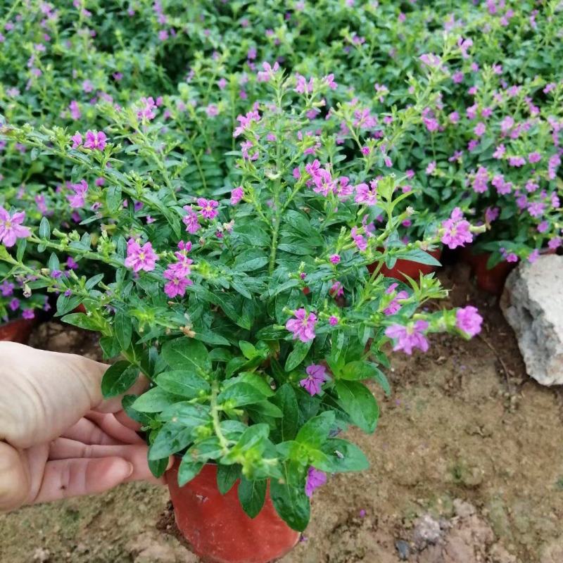 满天星，绿化观赏，栽植，庭院绿化，成活率高，货源充足价格