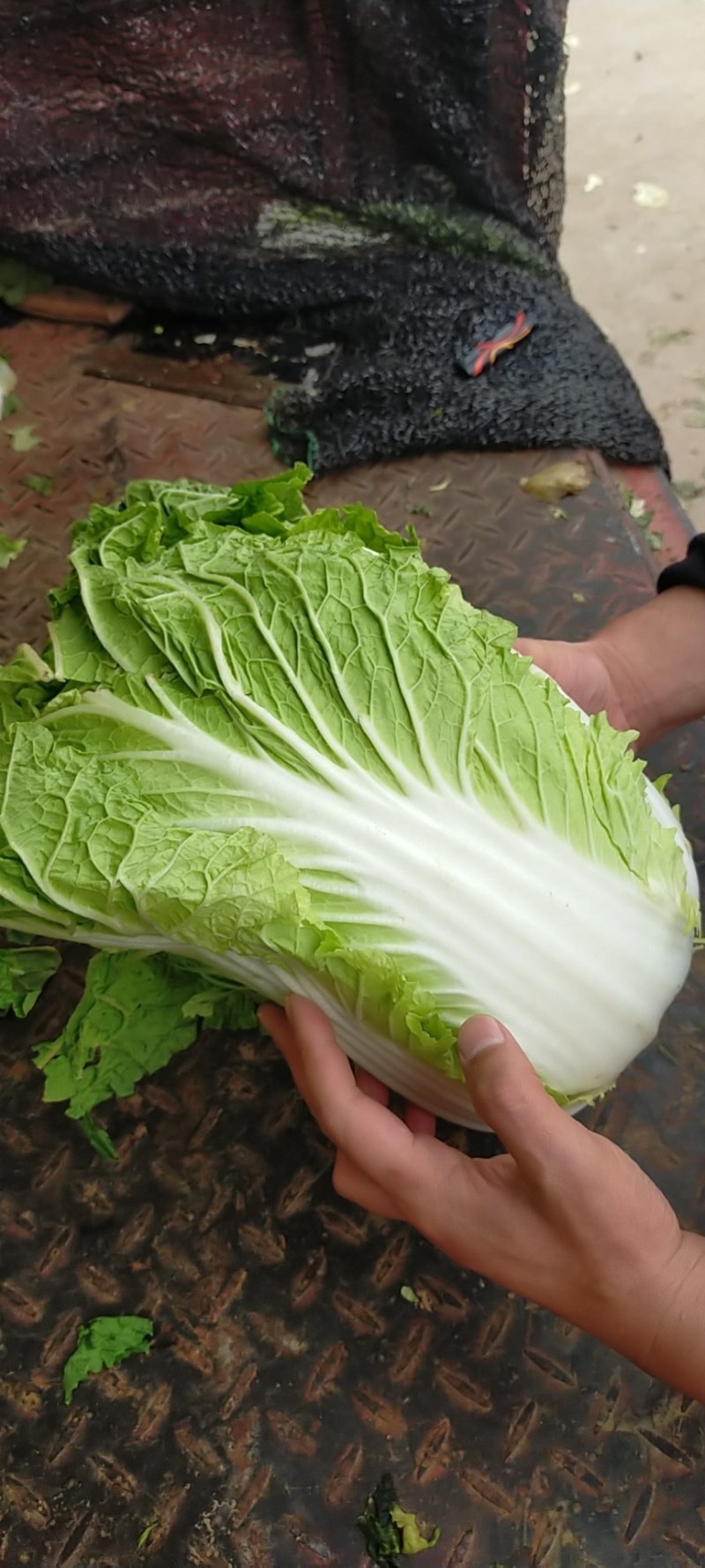 河北邯郸基地黄心大白菜大量上市，质量好，