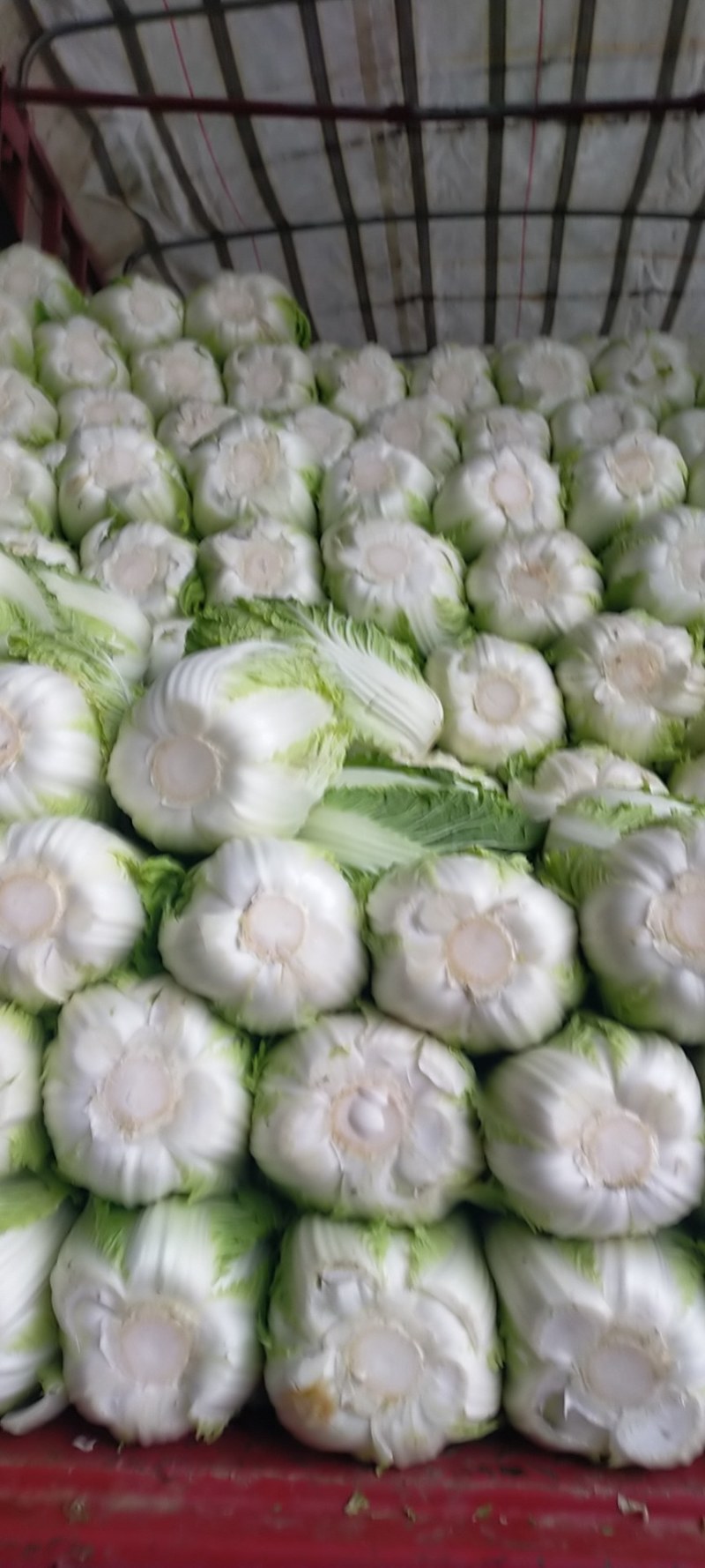 河北邯郸基地黄心大白菜大量上市，质量好，