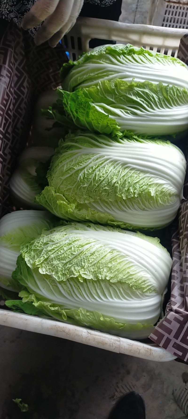 河北邯郸基地黄心大白菜大量上市，质量好，