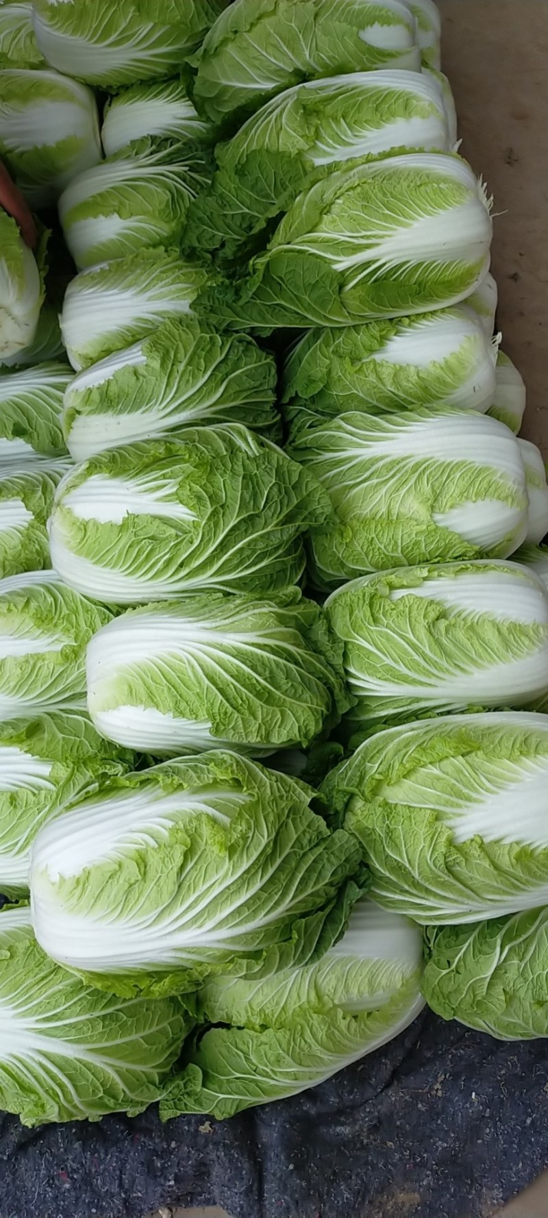 河北邯郸基地黄心大白菜大量上市，质量好，