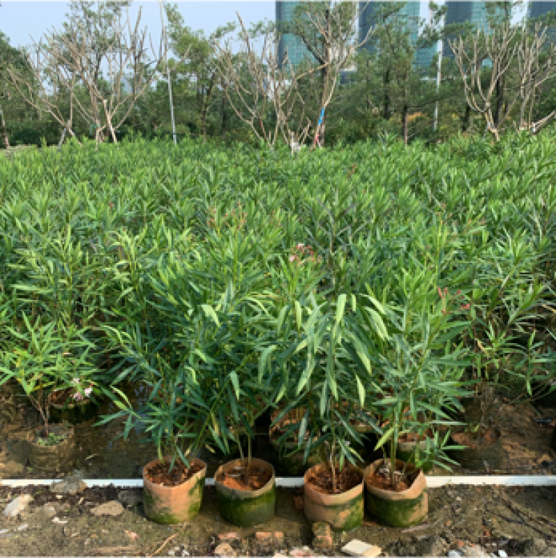 粉花夹竹桃夹竹桃