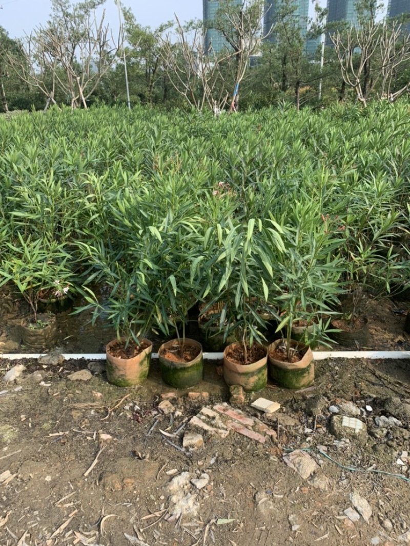 粉花夹竹桃夹竹桃