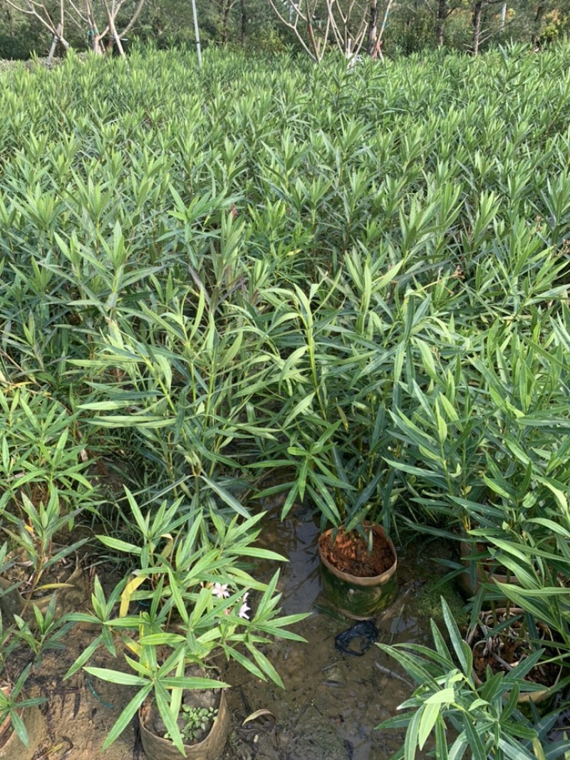 粉花夹竹桃夹竹桃