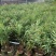 粉花夹竹桃夹竹桃